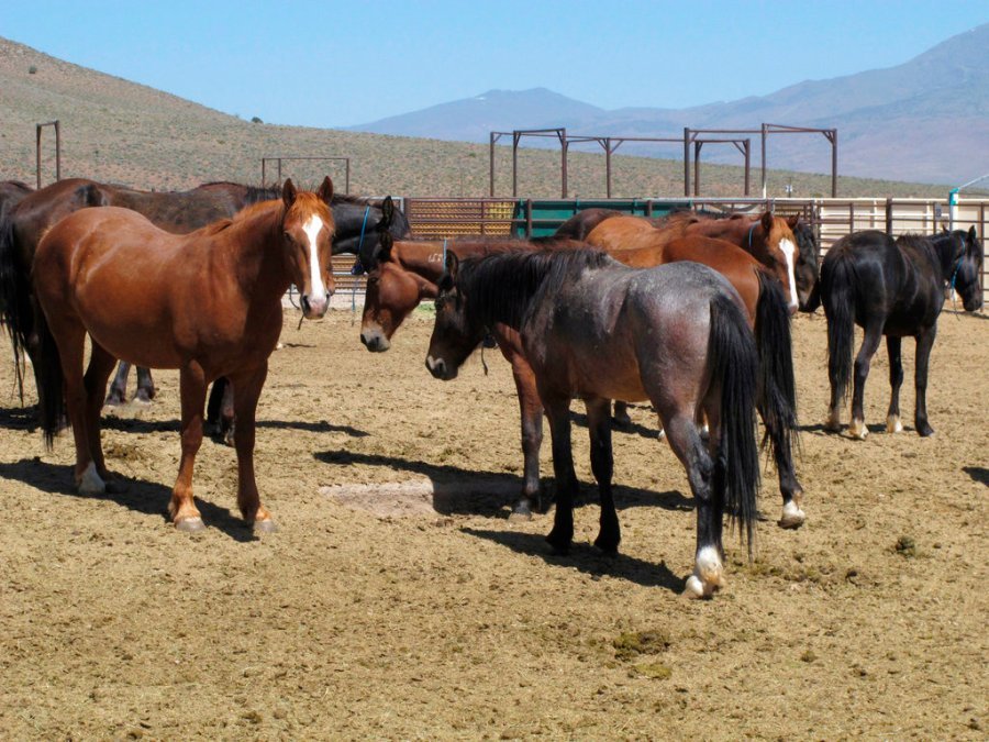 Bring back the wild horse adoption incentive program
