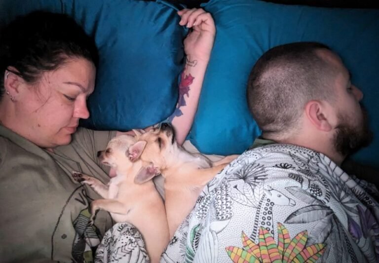 Chihuahua Sleeping Positions: Naptime Ned vs Bedtime Ned