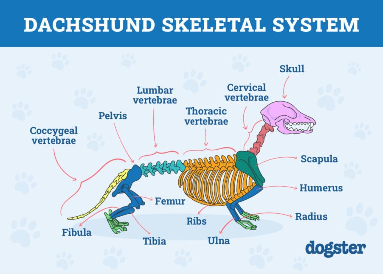 Low Riders, High Safety: Creating a Dachshund-Friendly Home