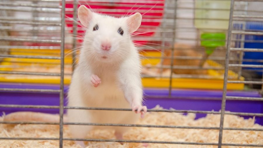 The NIH delivers a major victory for animal ethics in science