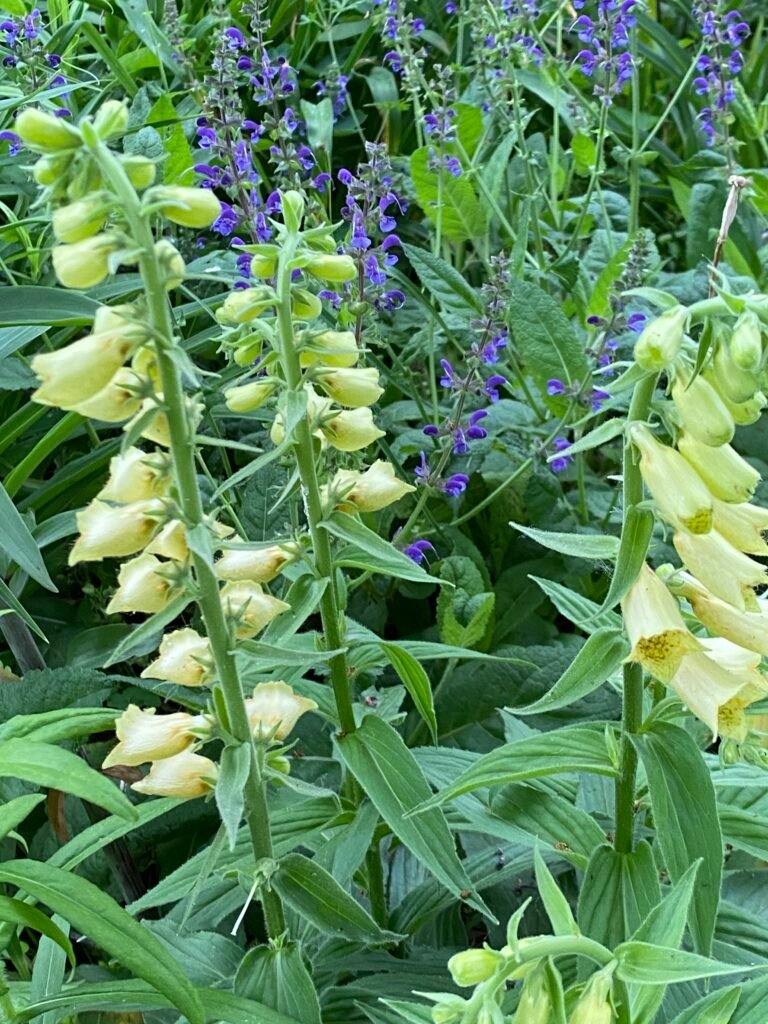 Garden Blogger’s Challenge #4