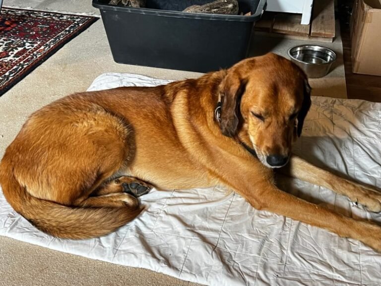 Dogs and Cats Getting Along: One Big Happy Family