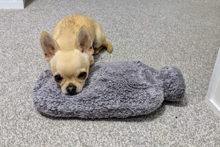 The Chihuahua & the Waterbed: Ned Floats Off to Sleep