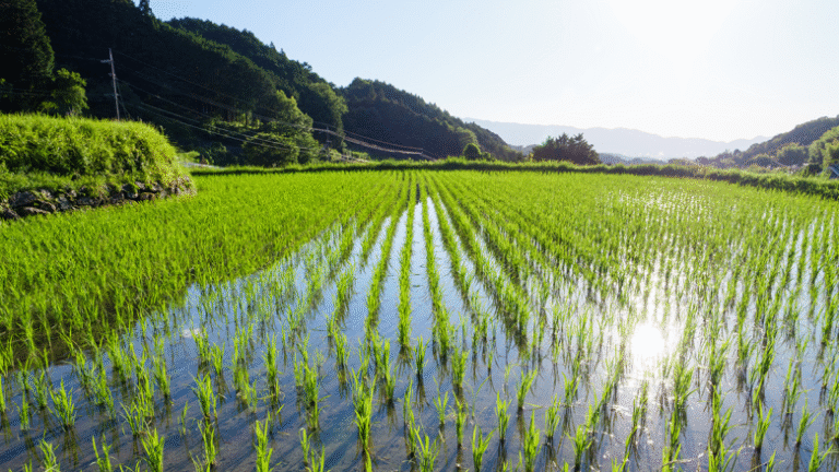 Decoding Crop Evapotranspiration