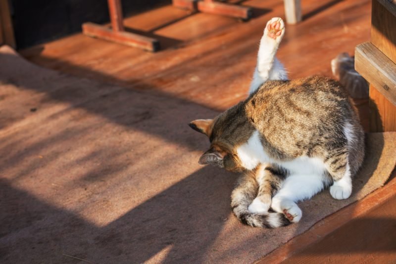 Unblocking the Mystery of Urethral Obstruction in Overweight Cats – A New Perspective