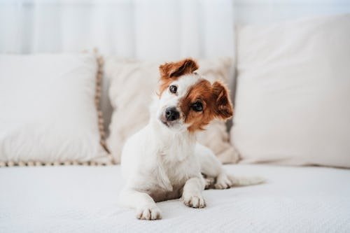 Does Your Dog Or Cat Actually Know Their Name? Kind Of, Vets Say