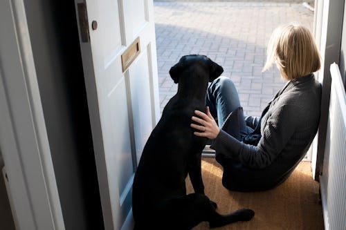 What Happens To The Family Dog After Divorce?
