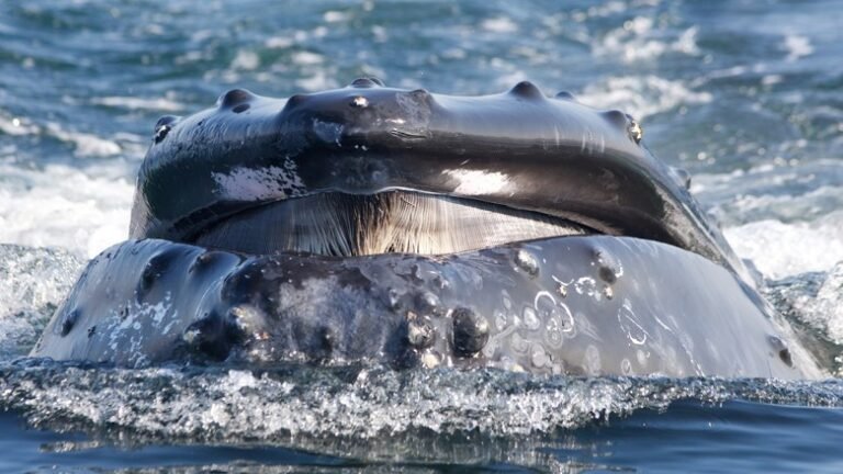 A Great Whale Conveyor Belt Transports Nutrients Across Oceans