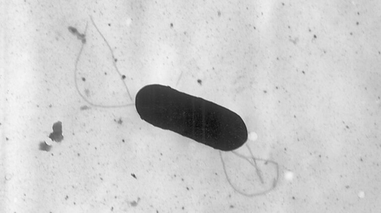 Listeria outbreak linked to prepared foods sickens at least 10