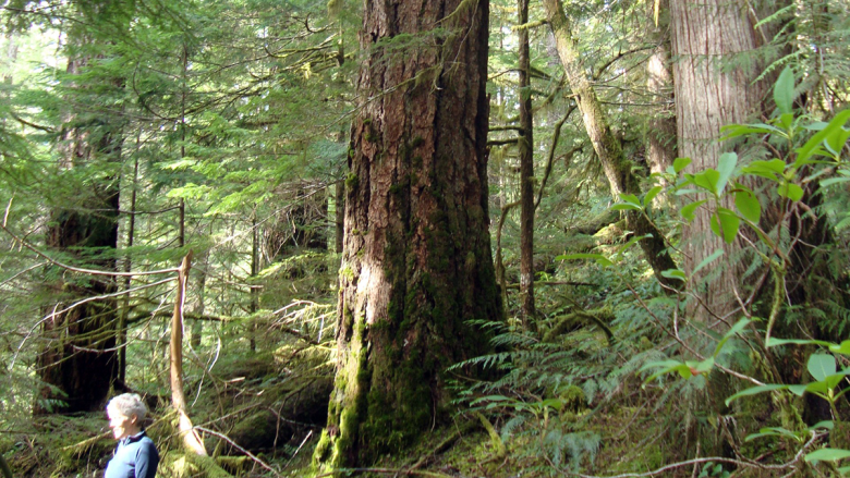 Old Forests in a New Climate