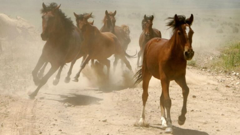 David Horowitz's voice still echoes in the fight to protect wild horses