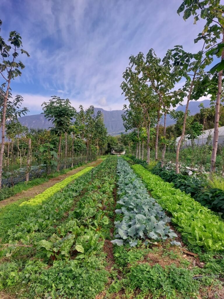 Regenerative systems ‘not only viable but superior’ to conventional, input-intensive agriculture: EARA