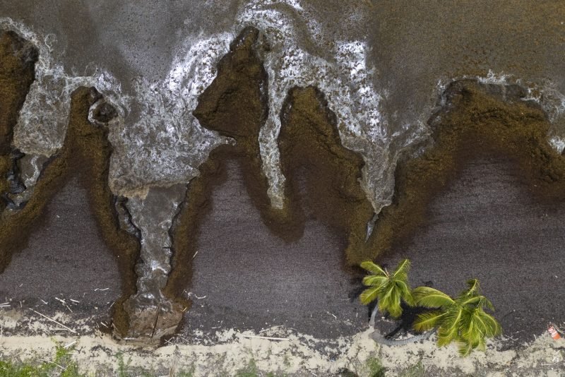 Atlantic seaweed blob breaks record — and it's about to get even bigger