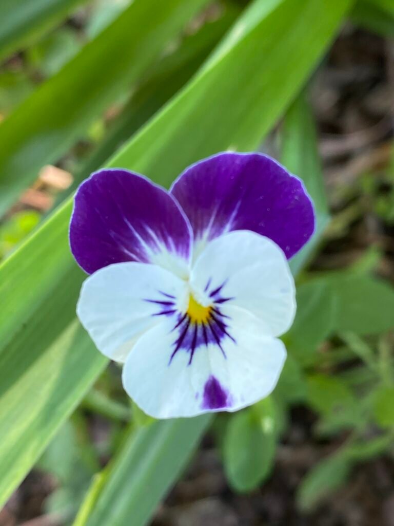 Garden Fairies Provide Updates