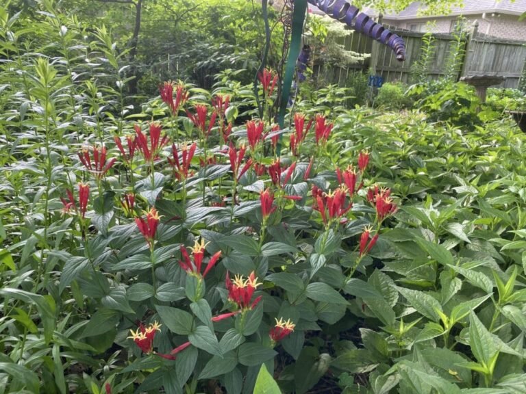 Garden Bloggers’ Bloom Day – June 2025