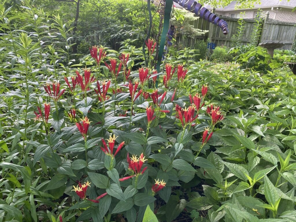 Garden Bloggers’ Bloom Day – June 2025