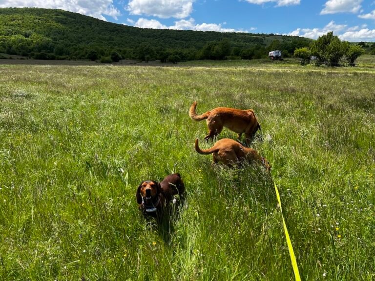 Troublemaker Dogs: Lava’s Recent Adventure