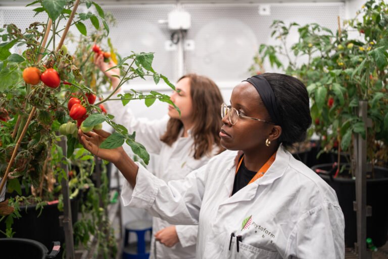 The Week in AgriFoodTech: Fungu’it bags $4.6m, indoor saffron farming blooms, GM pigs deemed ‘safe’