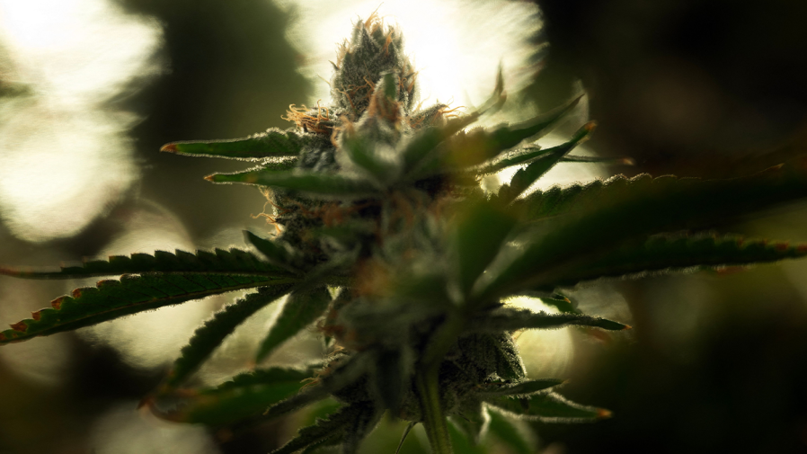 Abbott vetoes Texas THC ban