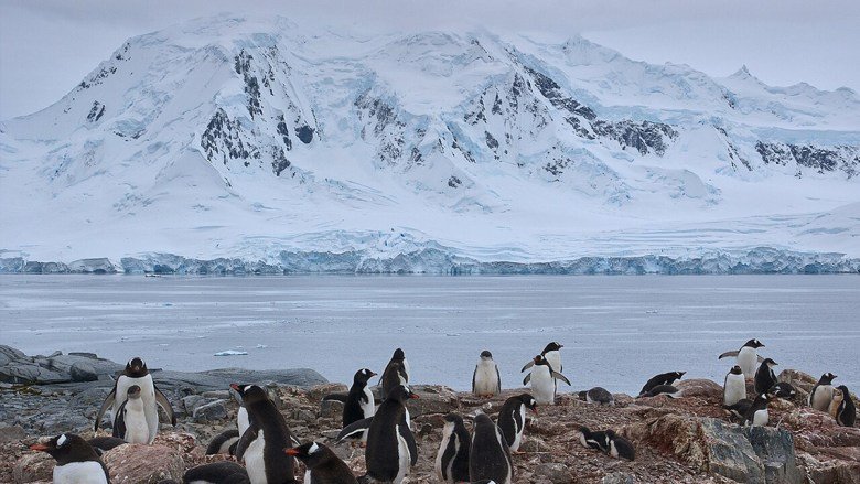 Where Do Antarctic Submarine Canyons Get Their Marine Life?