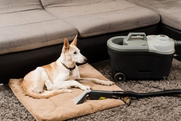 How Often Should I Wash My Dog’s Bed? Vet Approved Advice
