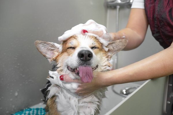 How Often Should You Bathe Your Dog? Vet-Verified Breed-Based Guide