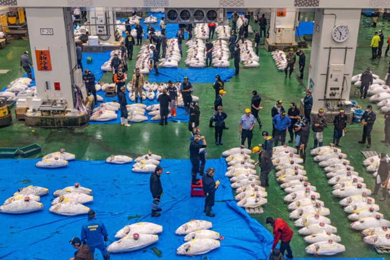 Investors ‘must demand full disclosure’ of supply chain data from the world’s top tuna firms: report