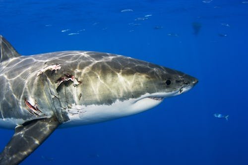 When Is Shark Week 2025? Here's Where To Catch Your Favorite Shark Shows