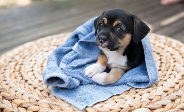 When Can You Give a Puppy A Bath? Vet-Approved Risks & Cleaning Tips