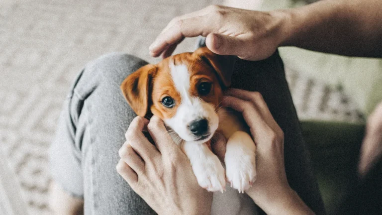‘Pawternity’ leave, unlimited ice cream, and more: 5 offbeat company benefits