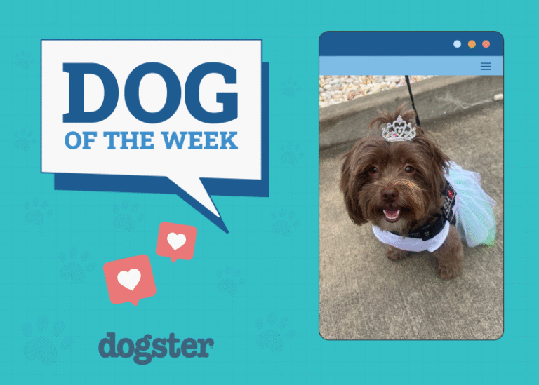 Dogster Photo Contest: Dogs of the Week Winners (June 19, 2025)