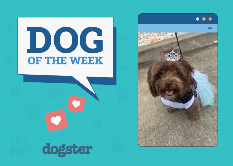 Dogster Photo Contest: Dogs of the Week Winners (June 19, 2025)