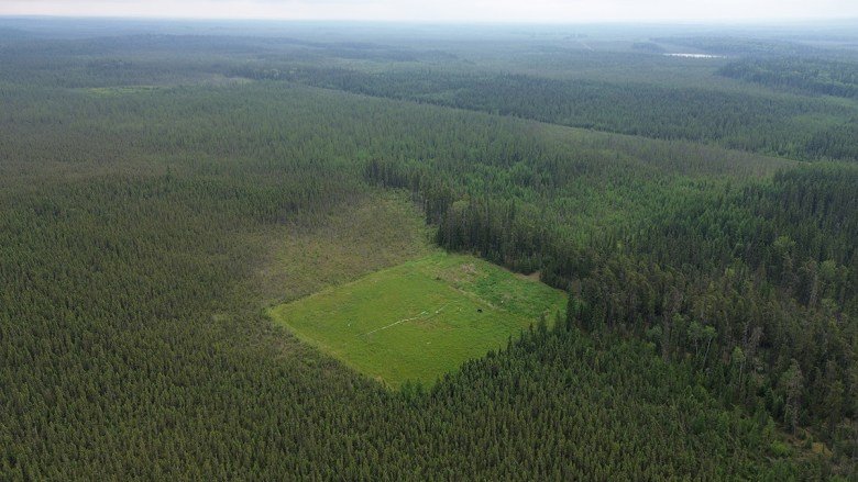 Surface Conditions Affect How Mosses Take to Former Well Pads in Canada’s Boreal Fens