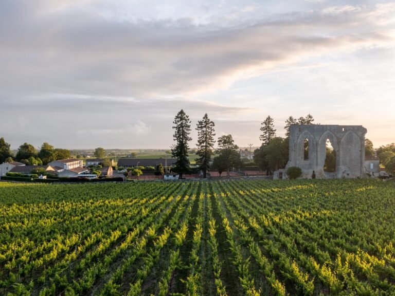 I've traveled to 77 wine regions across the world. Here are the 5 that everyone should visit at least once.