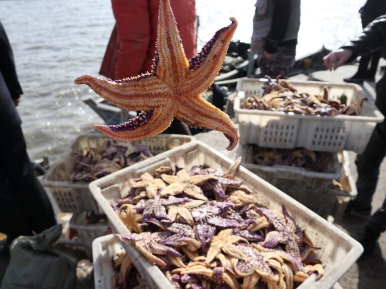 Amazon's Starfish project is using AI to create the ultimate source of information for 'all products worldwide'