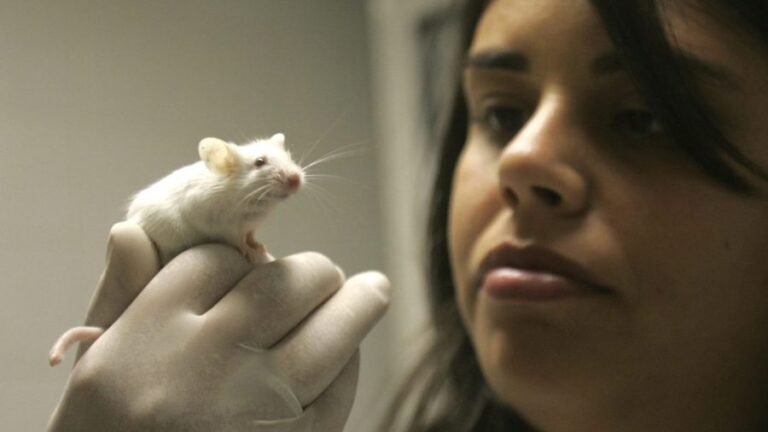 Promising technologies are not yet ready to replace animal research