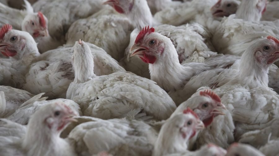 CDC ends bird flu emergency
