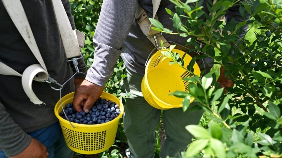 FDA upgrades blueberry recall to highest risk level