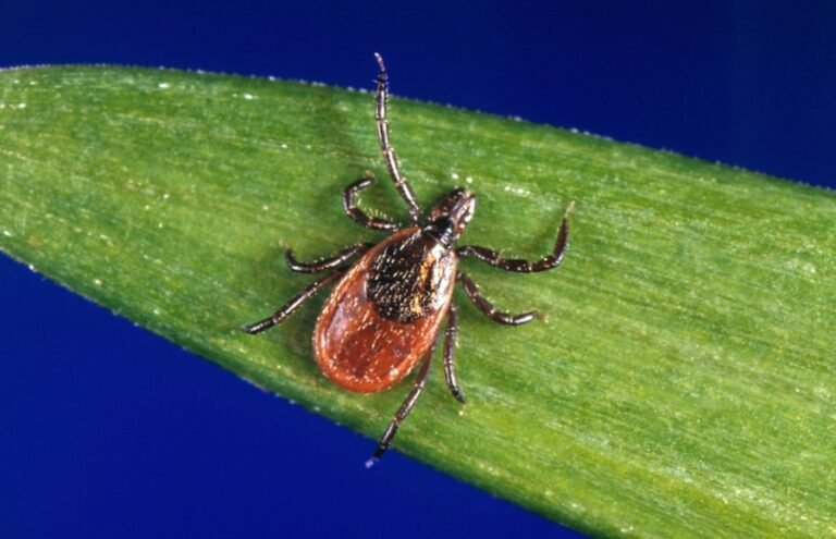 Tick-related ER visits are spiking this summer: How to protect yourself