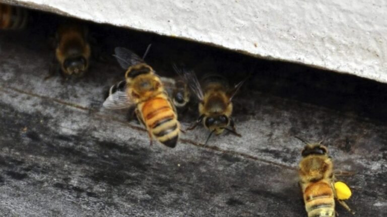 Feral honeybees are threatening other Southern Californian pollinators: Study