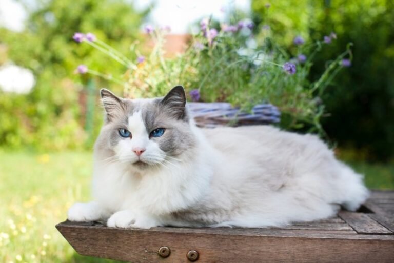 How to Keep Cats Cool in Summer Without Air Conditioning: Vet-Reviewed Tips & Tricks