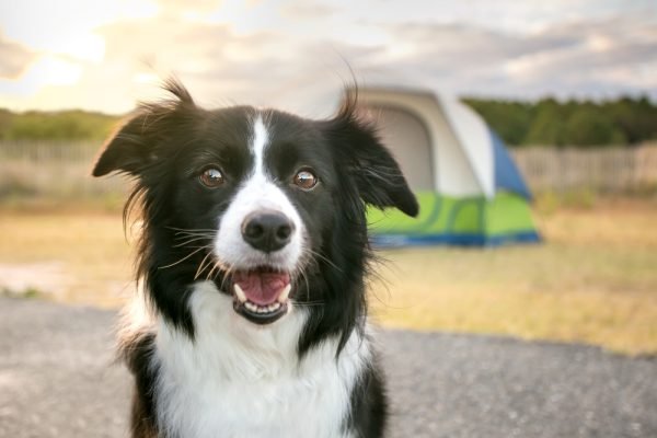 Camping With Dogs: Helpful Tips & What Gear to Bring