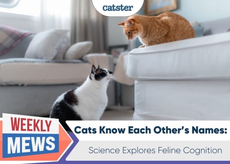 Cats Know Each Other’s Names: Science Explores Feline Cognition