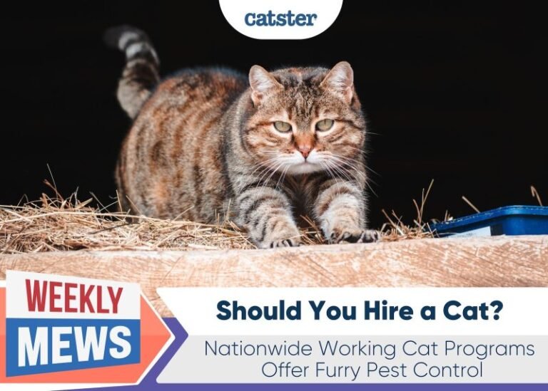 Should You Hire a Cat? Nationwide Working Cat Programs Offer Furry Pest Control