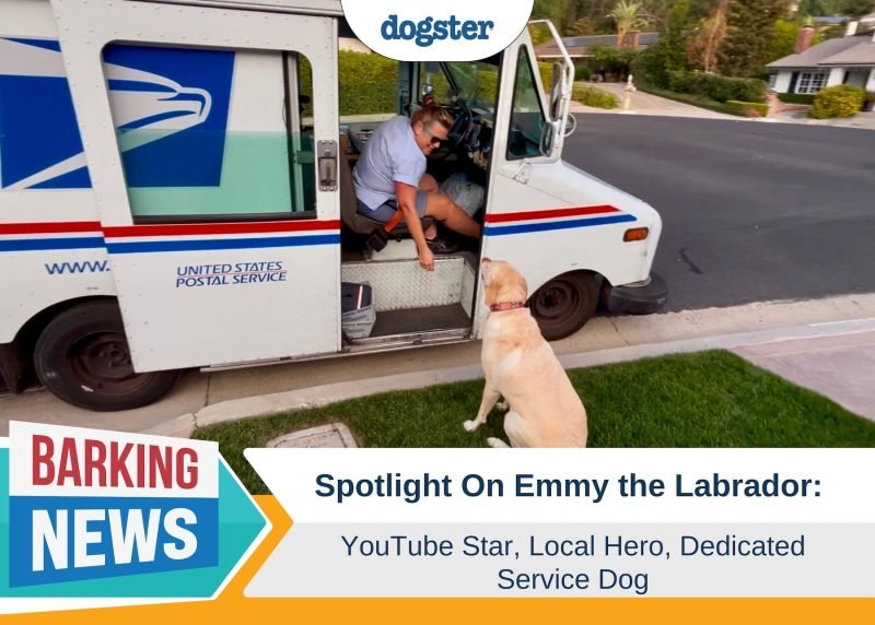 Spotlight On Emmy the Labrador: YouTube Star, Local Hero, Dedicated Service Dog