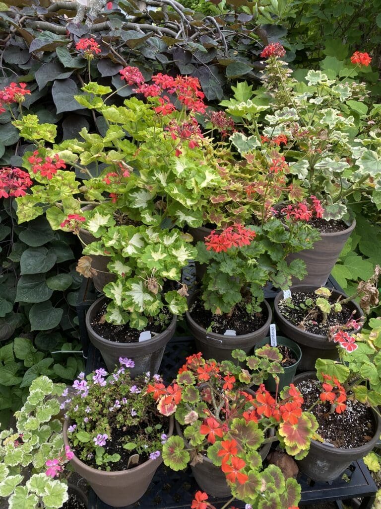 A Few Thoughts on Pelargoniums