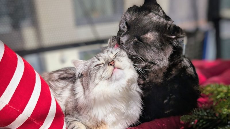 From Corporate Burnout to Cat Band Creator: How My Siberians Helped Me Rewrite My Life (and My Playlist)