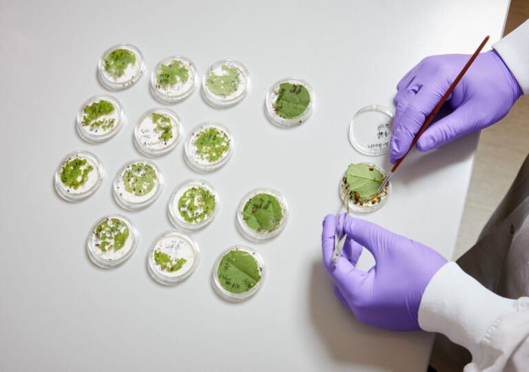 Flagship Pioneering’s new RNA-based crop protection company could provide ‘a huge way to deal with climate change’