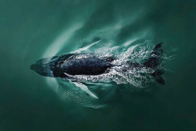 A New Aerial Photography Contest Takes a Bird’s-Eye View of Life Around the World