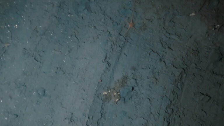 Anchoring Is Damaging the Fragile Antarctic Seabed